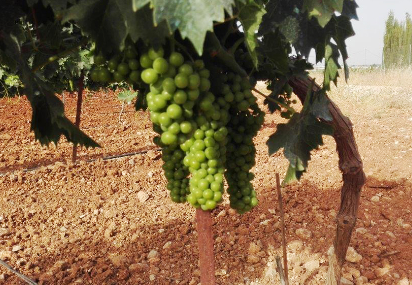 Tierras de Mollina duplicará su producción con cuatro millones de kilos de uva